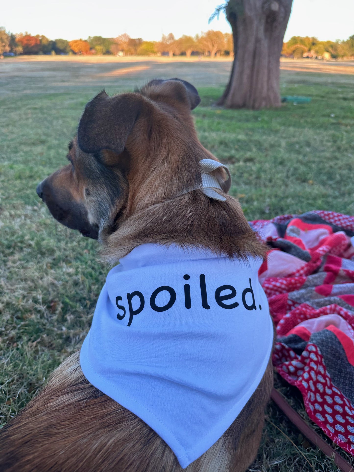 “Spoiled” bandana only